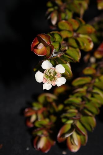 Leptospermum javanicum — photo