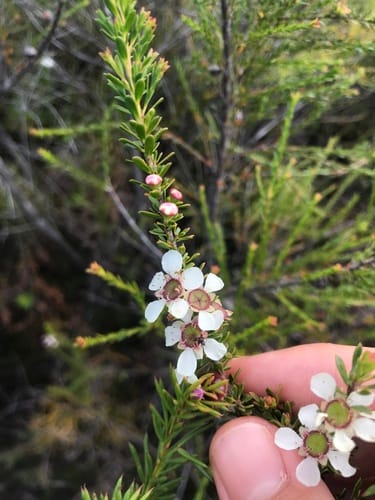 Leptospermum liversidgei (Swamp may) — photo