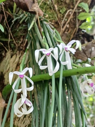 Leptotes bicolor (Bicolored leptotes) — photo