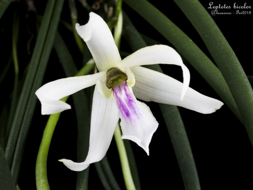 Leptotes bicolor