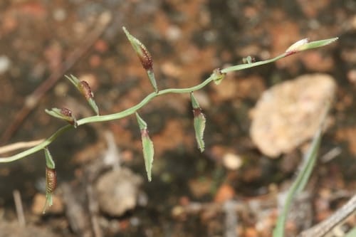 Leptothrium senegalense — photo