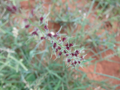 Leptothrium senegalense