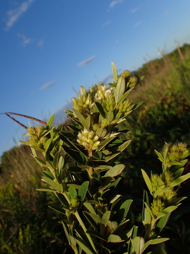 Lespedeza capitata (Roundhead lespedeza) — photo