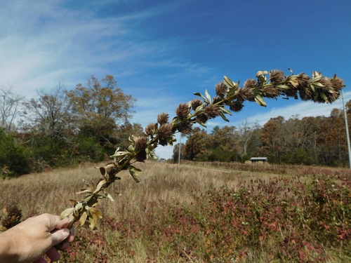 Lespedeza capitata (Roundhead lespedeza) — photo