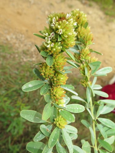 Lespedeza capitata