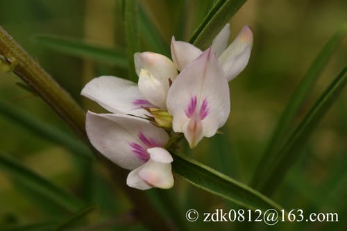 Lespedeza caraganae — photo