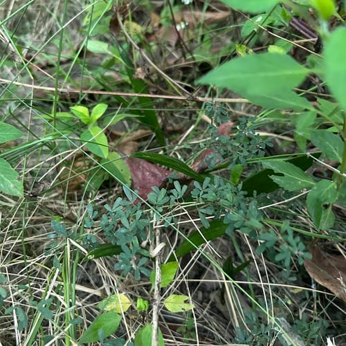 Lespedeza cuneata (Perennial lespedeza) — photo