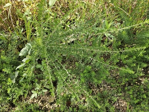 Lespedeza cuneata (Perennial lespedeza) — photo