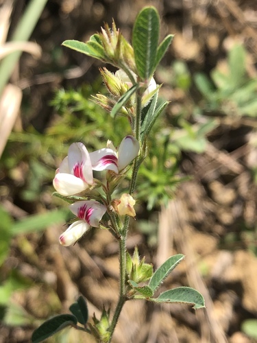 Lespedeza davurica (Ox bush-clover) — photo