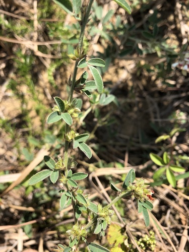 Lespedeza davurica (Ox bush-clover) — photo