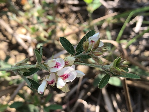 Lespedeza davurica