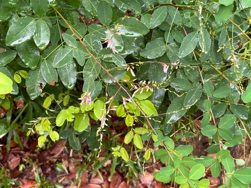 Lespedeza homoloba — photo