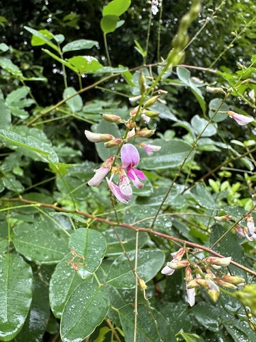 Lespedeza homoloba