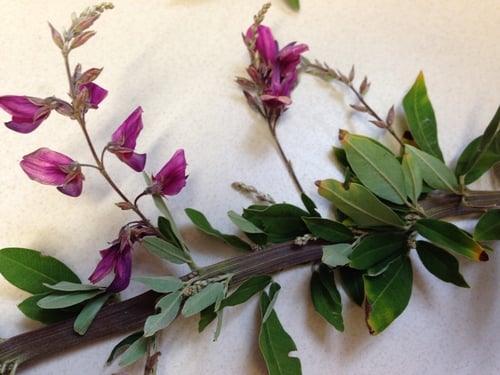 Lespedeza thunbergii