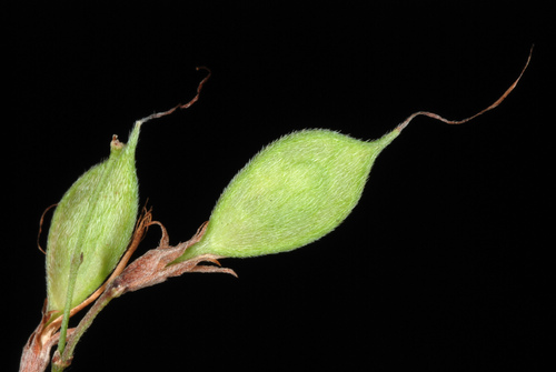 Lespedeza thunbergii (Shrub lespezeda) — photo