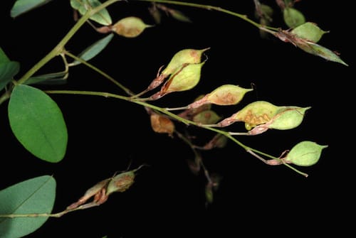 Lespedeza thunbergii var. velutina