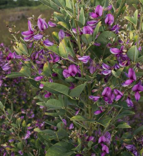 Lespedeza thunbergii var. velutina — photo