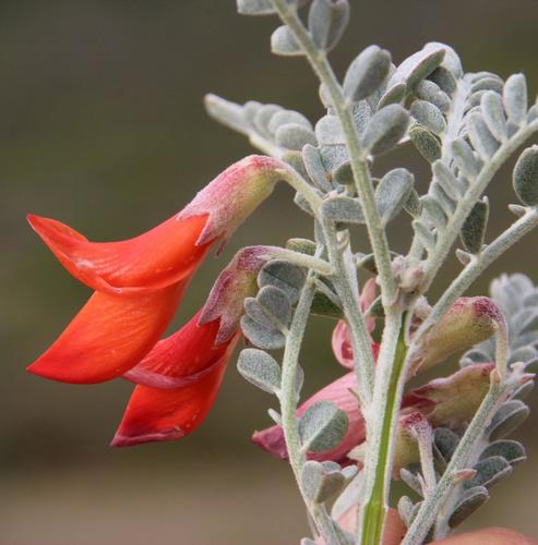 Lessertia canescens