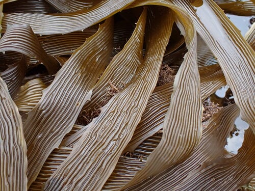 Lessonia corrugata