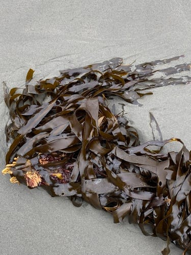 Lessoniopsis littoralis (Ocean ribbons) — photo