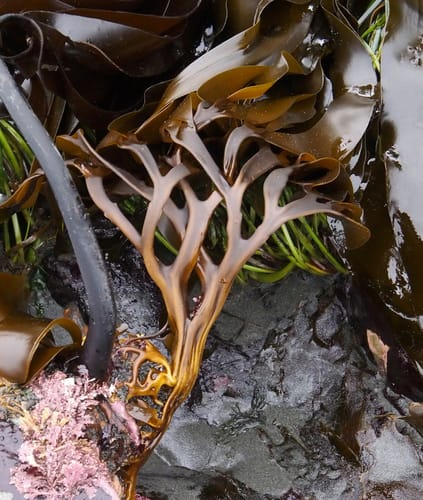 Lessoniopsis littoralis (Ocean ribbons) — photo