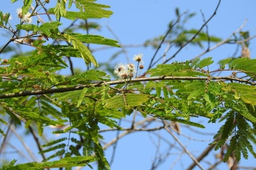 Leucaena collinsii (Chalip) — photo