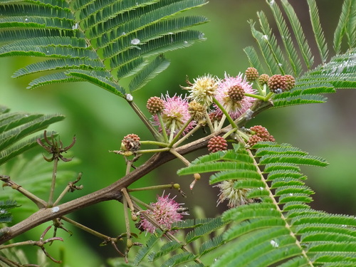 Leucaena collinsii