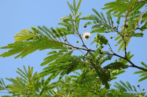 Leucaena collinsii (Chalip) — photo