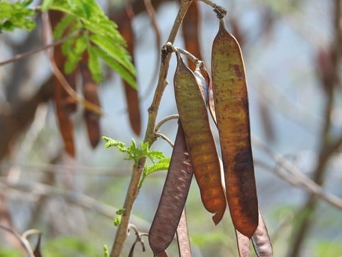Leucaena cuspidata (Efe) — photo
