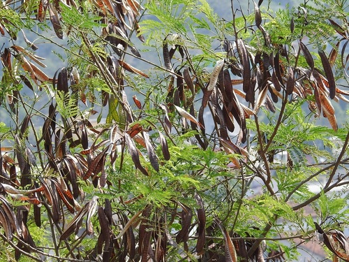Leucaena cuspidata