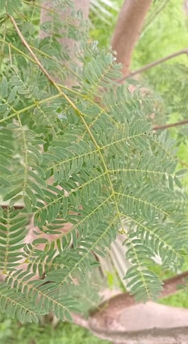 Leucaena diversifolia (Guache) — photo