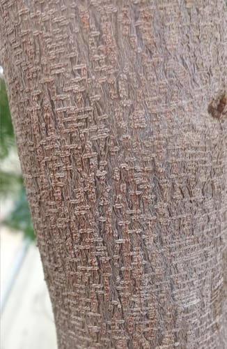Leucaena diversifolia (Guache) — photo