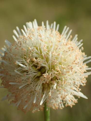 Leucaena leucocephala subsp. glabrata — photo