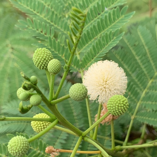Leucaena leucocephala subsp. glabrata — photo