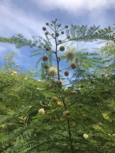 Leucaena leucocephala subsp. glabrata