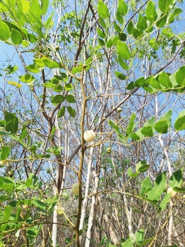 Leucaena macrophylla (Calguje) — photo