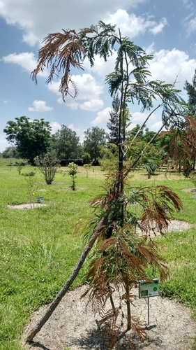 Leucaena pallida (Guajal) — photo