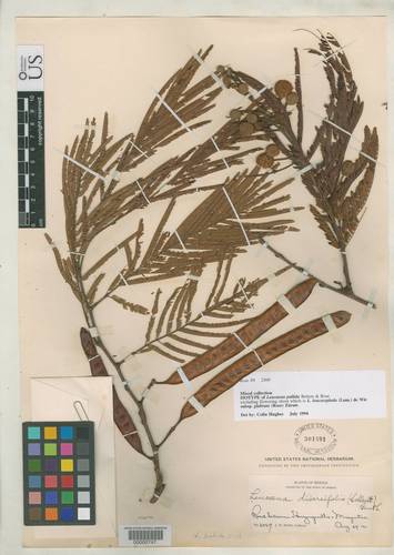 Leucaena pallida (Guajal) — photo