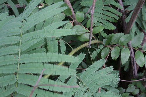 Leucaena pulverulenta (Great lead tree) — photo