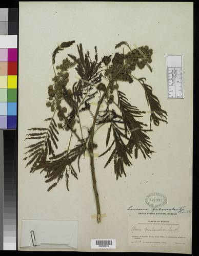Leucaena pulverulenta (Great lead tree) — photo
