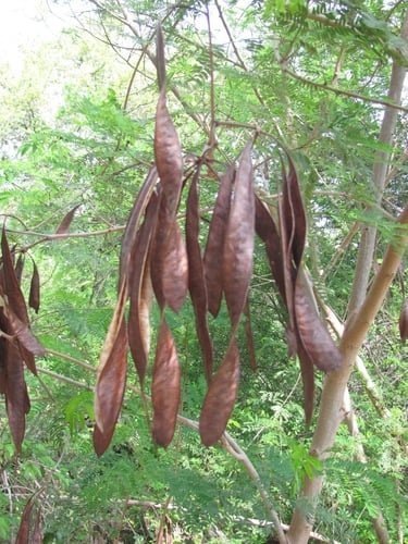 Leucaena pulverulenta