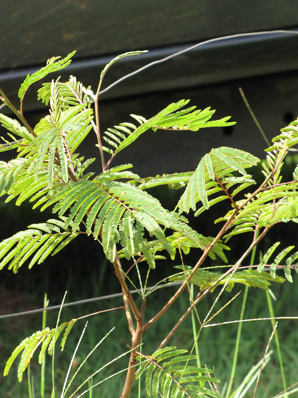 Leucaena spontanea (Guaje) — photo