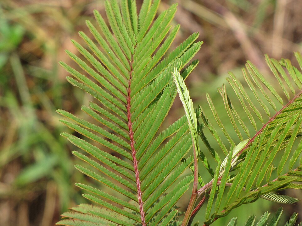 Leucaena spontanea