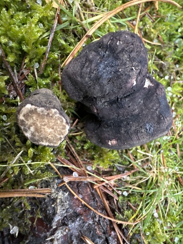 Leucangium carthusianum (Oregon black truffle) — photo