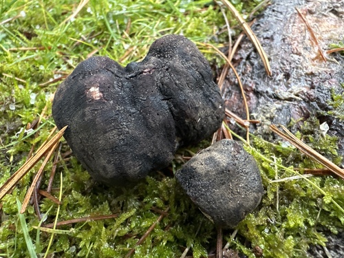 Leucangium carthusianum (Oregon black truffle) — photo