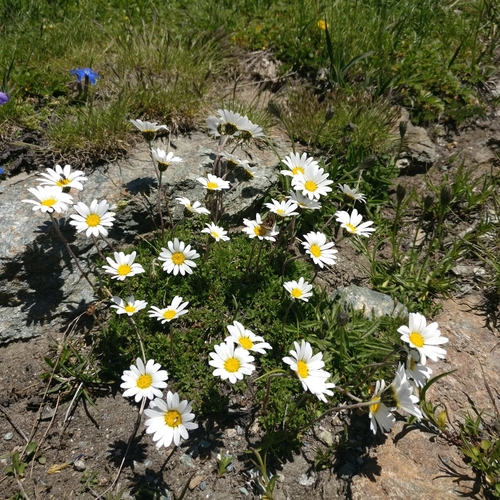 Leucanthemopsis alpina — photo