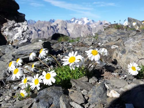 Leucanthemopsis alpina