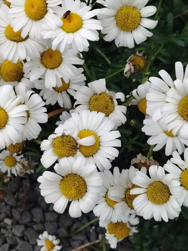 Leucanthemum x superbum (Shasta daisy) — photo