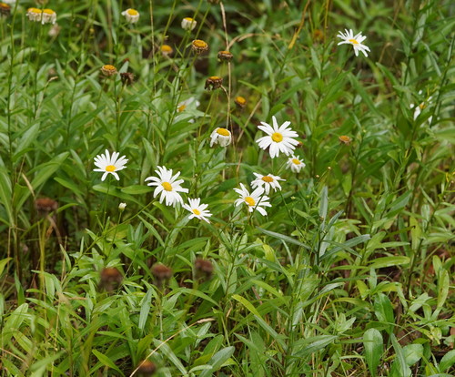 Leucanthemum x superbum (Shasta daisy) — photo
