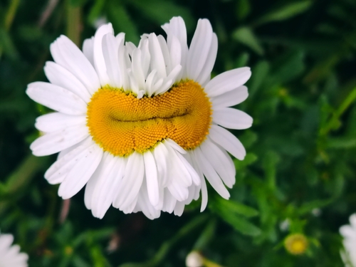 Leucanthemum x superbum